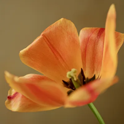 Read our blog | 5 gardens to visit this spring